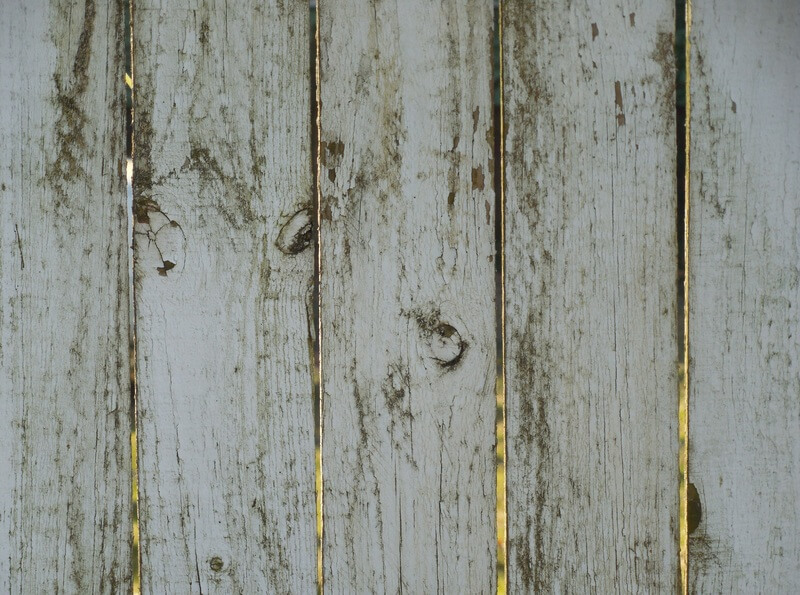 Mouldy Fence